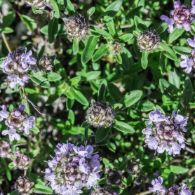 P图五项内容1000张