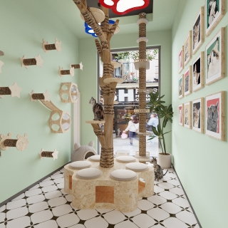 现代猫舍特写 (2)