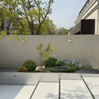 植物p图2