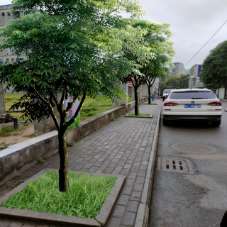 种扁桃 拷贝