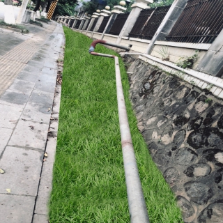 种麦冬