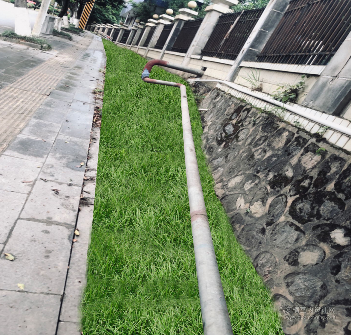 种麦冬