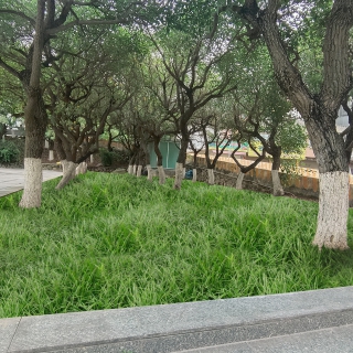 火车站前树下种麦冬