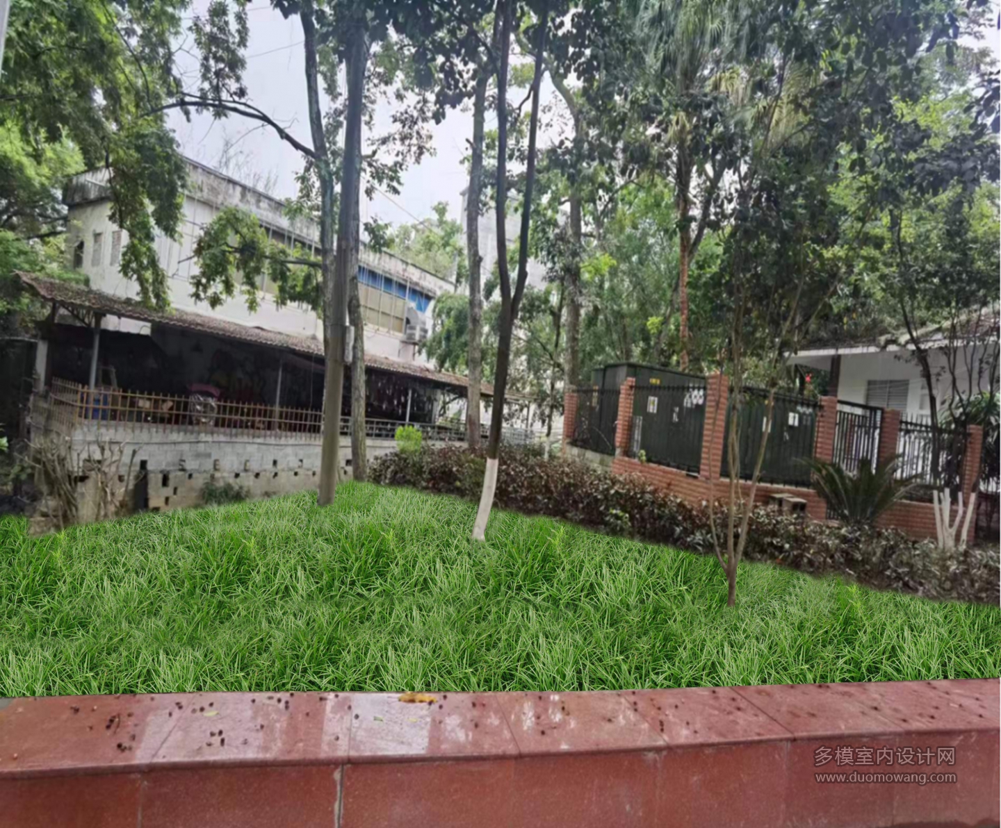 种麦冬中部