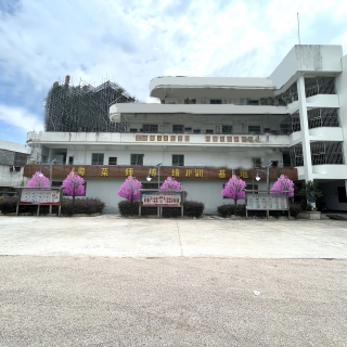 p图树灯