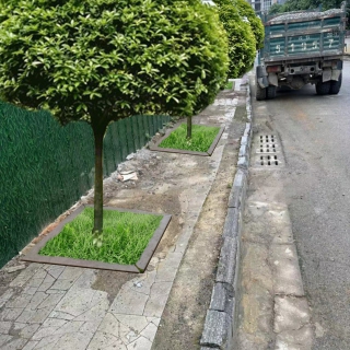 八月桂