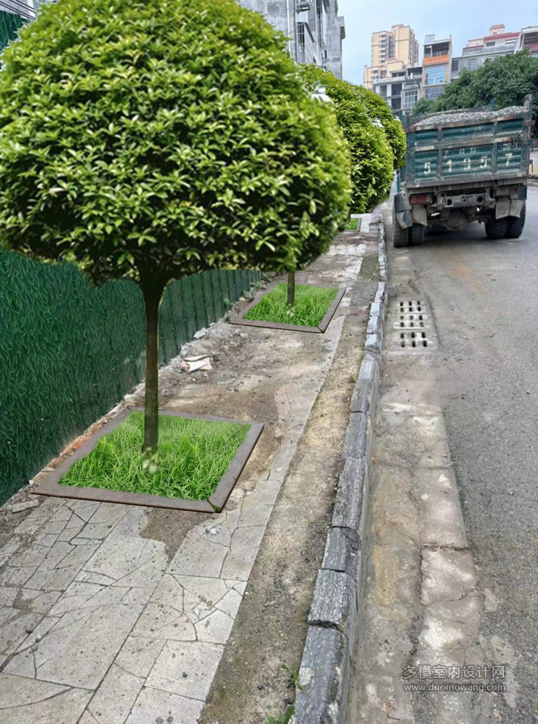 八月桂