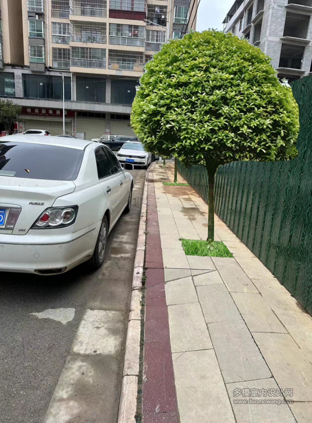 种八月桂