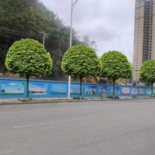 种八月桂