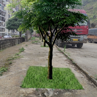 种扁桃西部